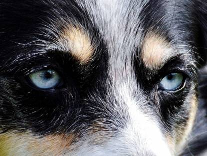 Gros plan sur les yeux bleus d'un chien