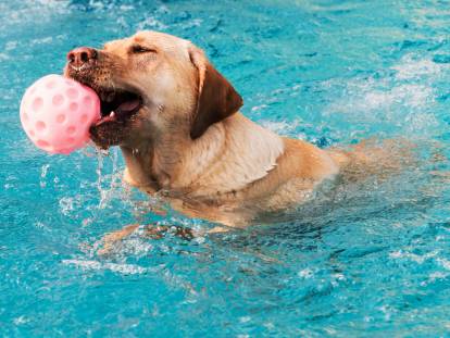 Un chien nage dans une piscine avec une balle