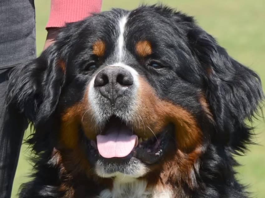 Vidéo Le bouvier bernois