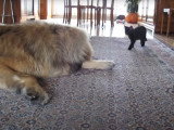 Un Leonberg attaqué par un chaton