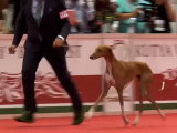 Le prix du plus beau chien lors du World Dog Show