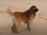 Un Léonberg découvre les joies de la plage
