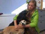Le quotidien d'un dog-sitter