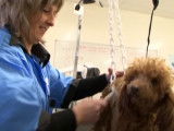 Une reconversion difficile dans le toilettage canin