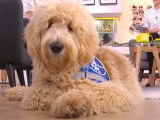 Devenir famille d'accueil d'un chien guide d'aveugle