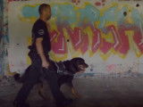Le métier de maître-chien agent de sécurité