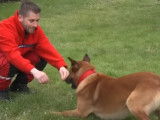 Les maîtres-chiens d'une brigade cynotechnique de pompiers