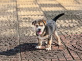 Un lucratif trafic de chiots dans les rues de Paris
