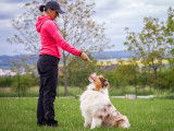 Une éducatrice en train d'éduquer trois grands chiens