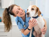 Une femme vétérinaire sourit et joue avec un chien
