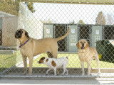Ouvrir une pension canine : formation, qualités requises, conseils...