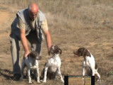 Un élevage de Braque Français type Pyrénéen