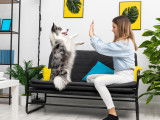 Une dog-sitter garde un Berger Australien à son domicile