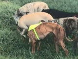 Cérès, Galgos Espagnol, secourue par l'association Lévriers Sans Frontières