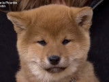 Une éleveuse de Shiba Inu en Picardie