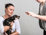 Un Pinscher dans les bras d'une femme en train de se montrer agressif envers une femme en face de lui
