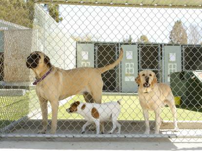 Gérer une pension pour chiens : qualités requises, formation et débouchés