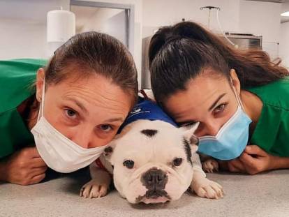 Un Bouledogue Français entouré par deux jeunes femmes vétérinaires