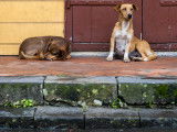 Les chiens errants de l'île de la Réunion