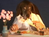 Un chien Braque Allemand client d'un restaurant