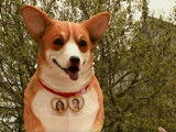 Un Corgi géant en gâteau pour Kate et William