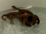 C'est l'heure du bain pour deux Teckels