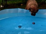 Tentatives d'un Bullmastiff pour récupérer sa balle dans une piscine