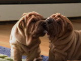 D'adorables chiots Shar-Peï jouent ensemble