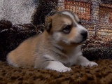 Compilation de chiots mignons