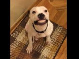 Ce Pitbull sourit quand on le lui demande