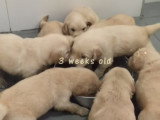 L'évolution de chiots Golden Retriever