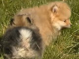 D'adorable chiots Spitz Nains jouant ensemble
