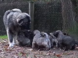 Onze chiots Berger du Caucase qui ne lâchent pas leur maman