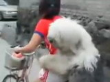 Un imposant chien passager à vélo derrière son maître