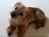 Un chiot Norfolk Terrier réagit aux sons de sa maîtresse