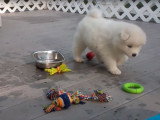 Des chiots Samoyède mignons et pleins de vie