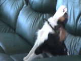 Un English Toy Spaniel captivé par l’opéra