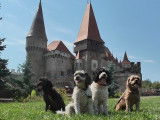 Statistiques et infos sur les chiens en Roumanie : nombre, popularité, races interdites...