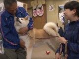 L'Akita Inu décline au Japon