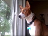 Un Basenji aboie, ou presque