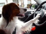 Un chien lit le catalogue puis conduit pour aller faire les courses