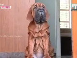 Quelques scènes de vie d'un Koreanischer Mastiff de quelques mois