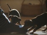 Jeux et tendresse pour des chiots English Toy Terriers
