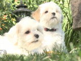 Deux chiots Shichon inséparables