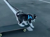 Compilation de moments drôles et mignons de chiots Pomsky