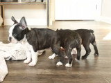 Ces chiots Frenchton jouent ensemble 
