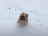 Un chien Havashire fait ses premiers pas dans la neige