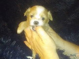 Ce petit chiot Lhatese est très mignon