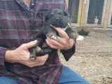 Des chiots German Australian Shepherd portés par leur maître