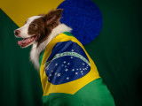 Un chien portant un drapeau du Brésil sur son dos